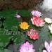 2pcs Plastic Artificial Lotus Floating Flower Fish Tank Decor Water Lily   232751025472
